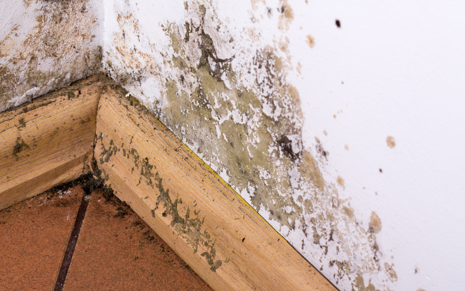 Taking action to reduce damp & mould in rented homes