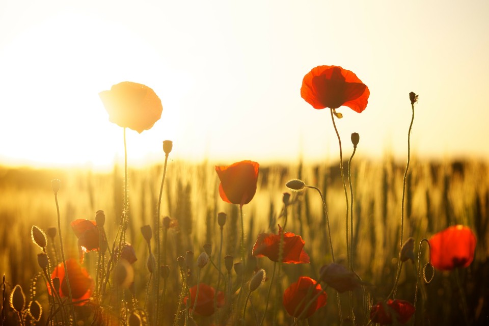 Remembrance Services in Blackburn and Darwen