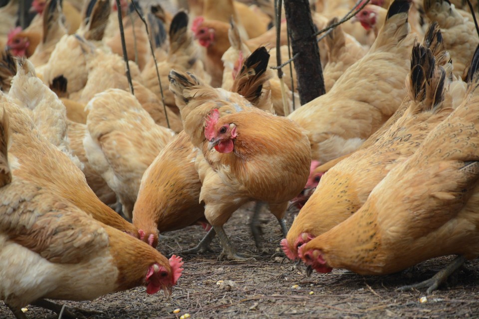 New warnings following outbreaks of Avian Flu