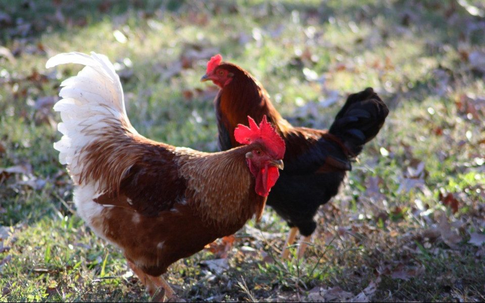 Chicken owners urged to continue keeping them indoors