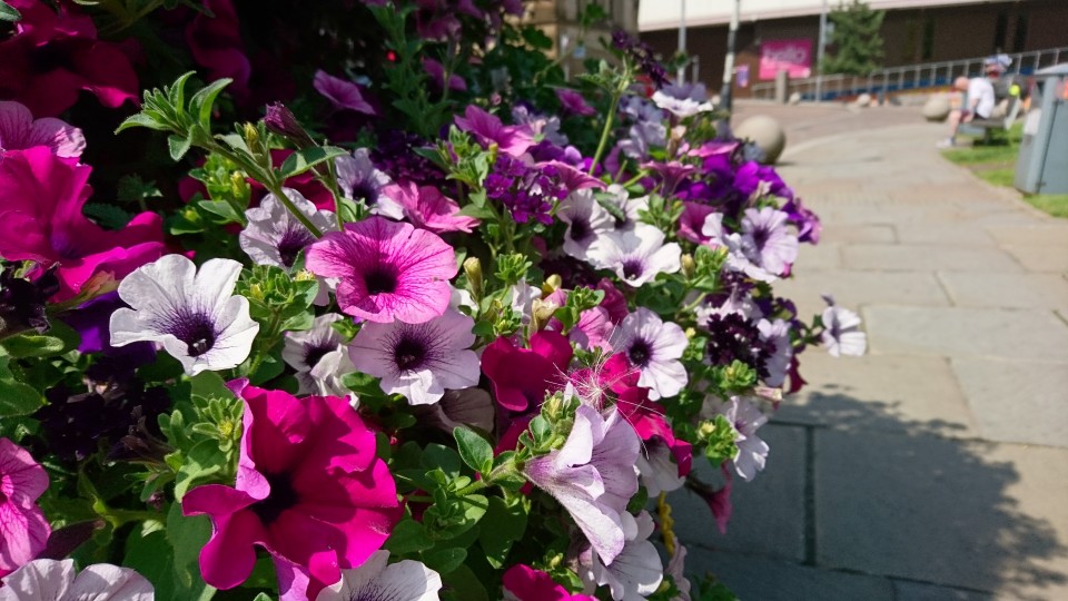 Blackburn looks blooming lovely – say judges