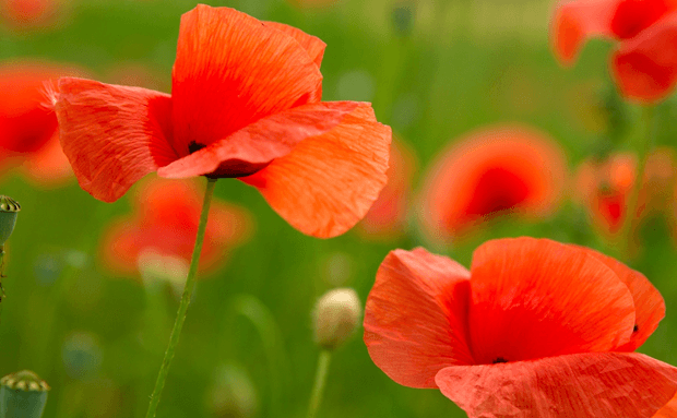 Plant free poppies to commemorate World War 1