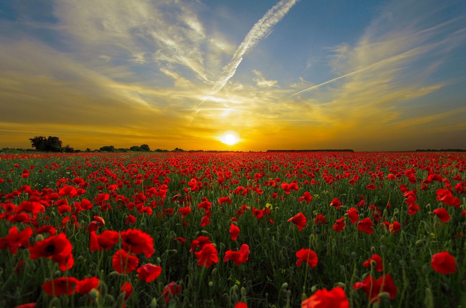 Remembrance Services in Blackburn and Darwen