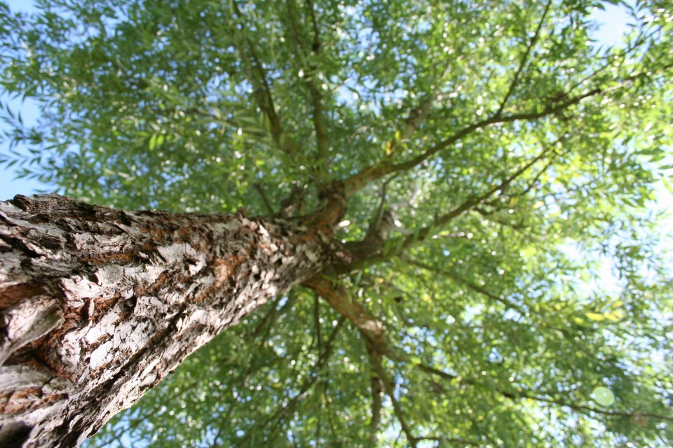 Tree-mendous volunteers needed for big planting day out